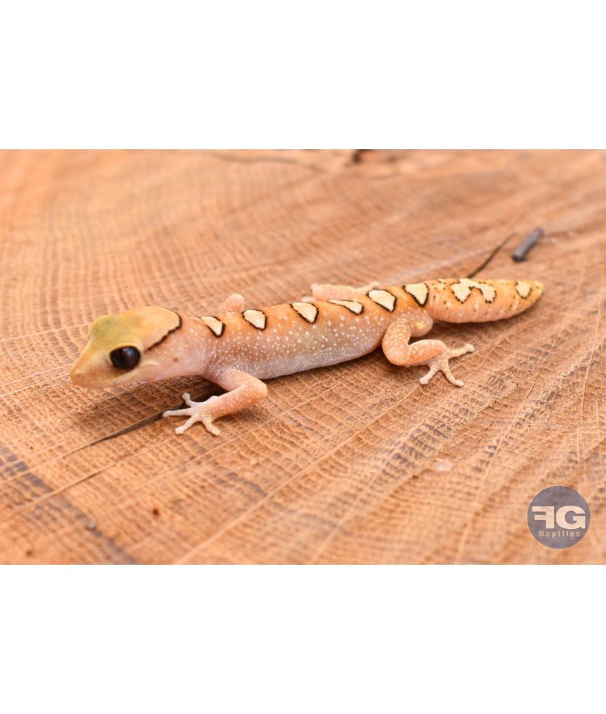 Diplodactylus galeatus Mâle NC 2024