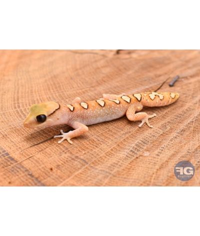 Diplodactylus galeatus Mâle NC 2024