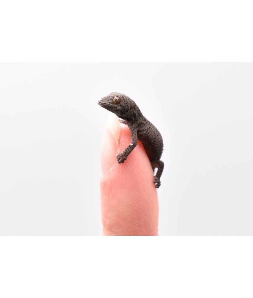 Strophurus williamsi juvénile