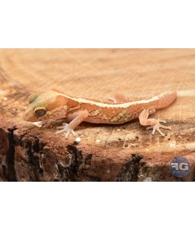 Paroedua picta Xanthic NC 2025