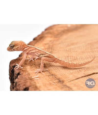 Paroedua picta Xanthic NC 2025