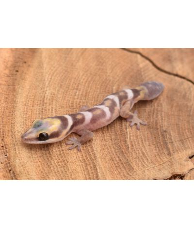 Oedura castelnaui NC 2025 non sexé avec queue de repousse