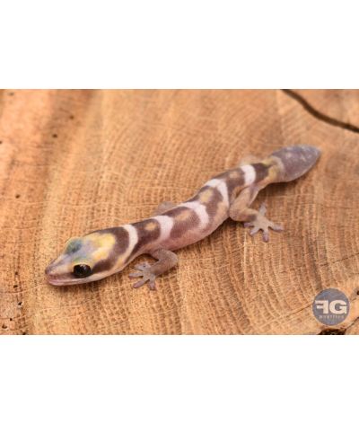 Oedura castelnaui NC 2025 non sexé avec queue de repousse