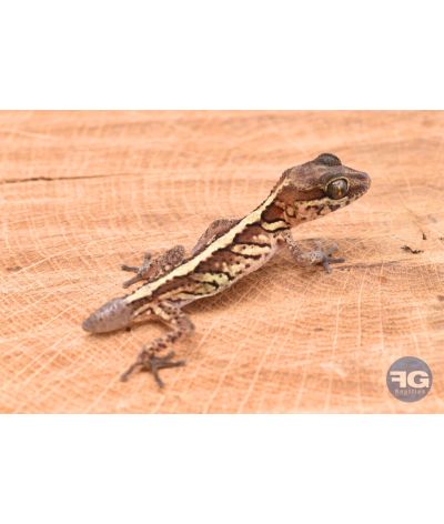 Paroedua picta NC 2025 avec queue de repousse