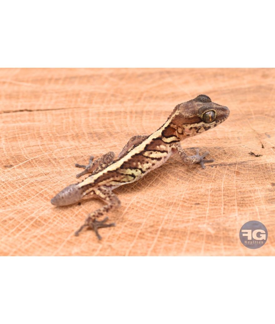 Paroedua picta NC 2025 avec queue de repousse