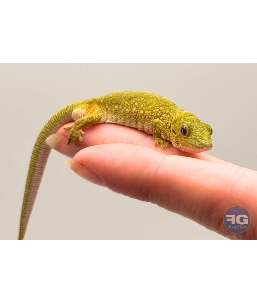 Eurydactylodes agricolae