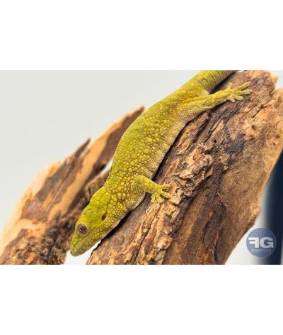 Eurydactylodes agricolae