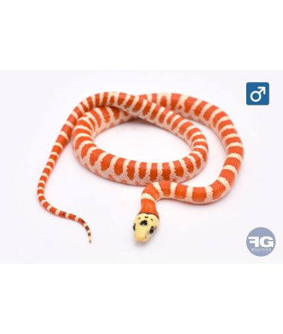 Lampropeltis pyromelana Applegate Mâle