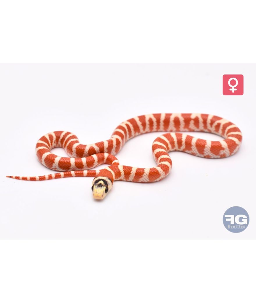 Lampropeltis pyromelana Applegate Femelle