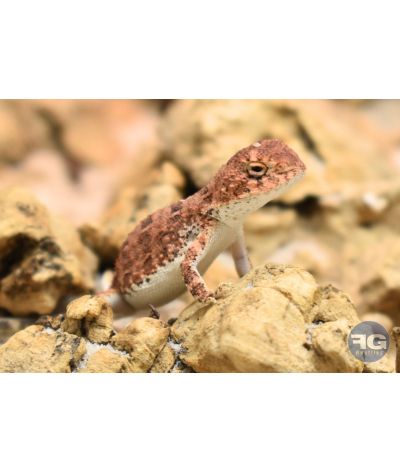Tympanocryptis centralis NC 2025