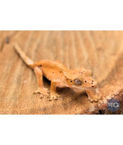 Correlophus ciliatus Red Dalmatien Non sexé