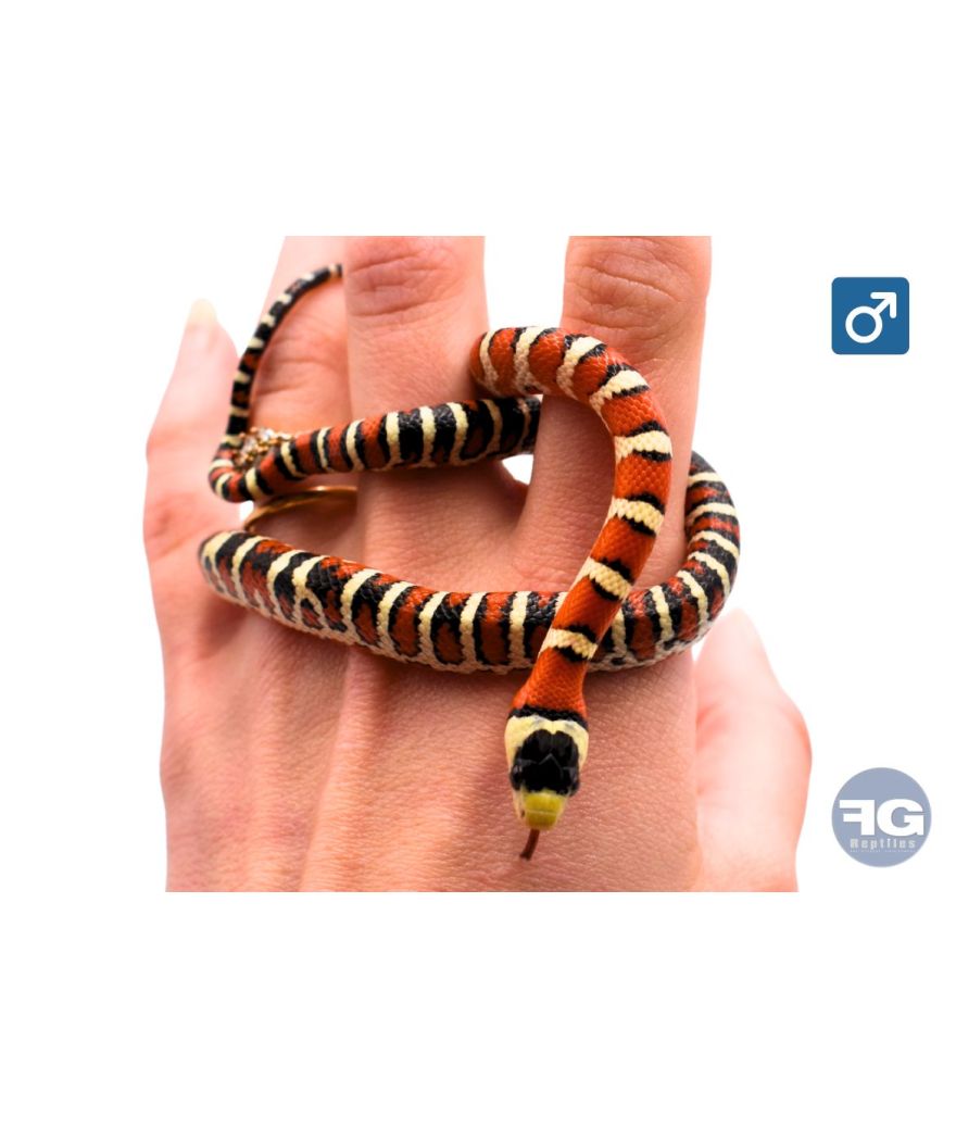 Lampropeltis pyromelana 100% het applegate