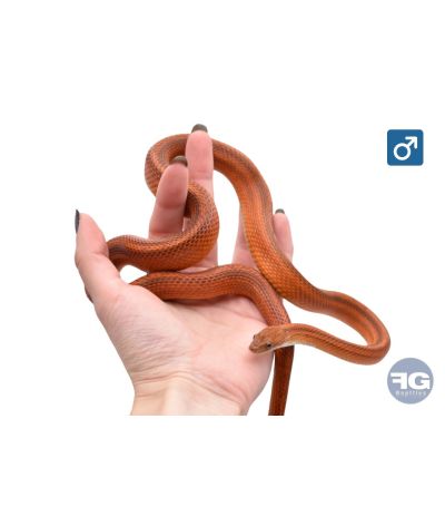 Pantherophis guttatus Tessera Bloodred Motley Mâle