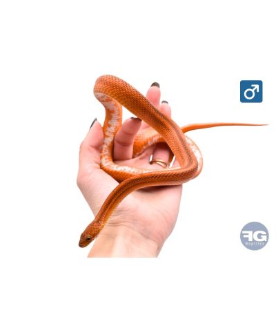 Pantherophis guttatus Tessera Bloodred Motley Mâle