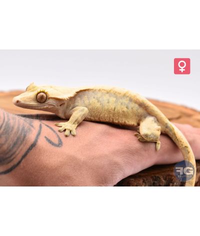 Correlophis ciliatus Extrême Harlequin Femelle