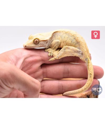 Correlophis ciliatus Extrême Harlequin Femelle