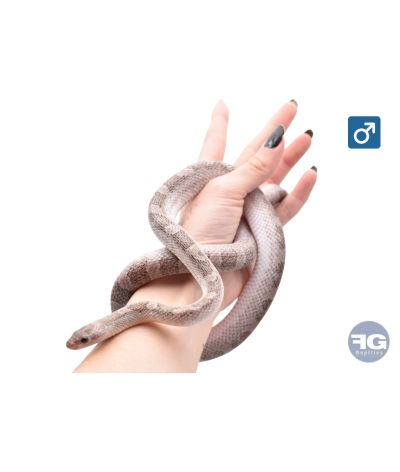 Pantherophis guttatus Pewter PiedSide High White Mâle