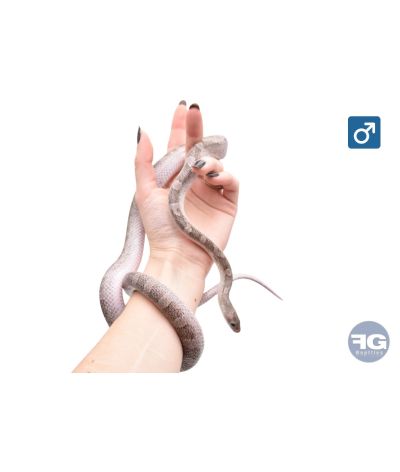 Pantherophis guttatus Pewter PiedSide High White Mâle