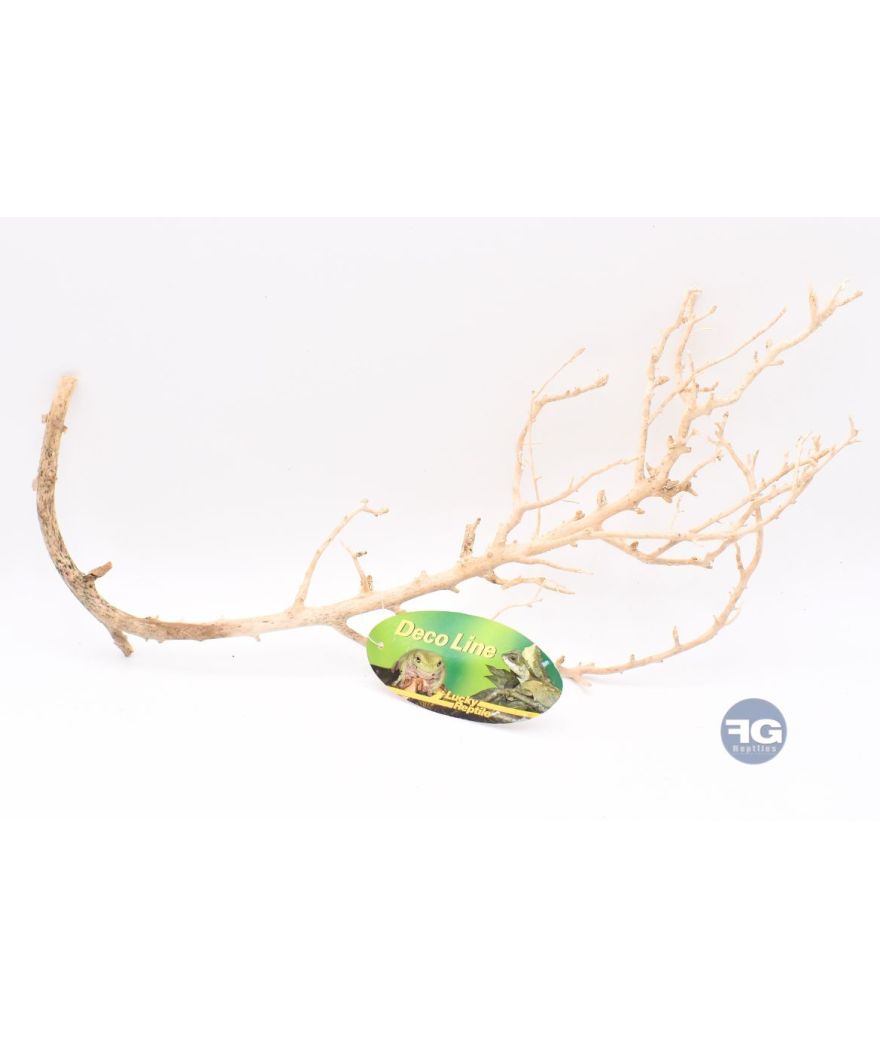 Branche fine blanchie - Lucky Reptile Coral Wood