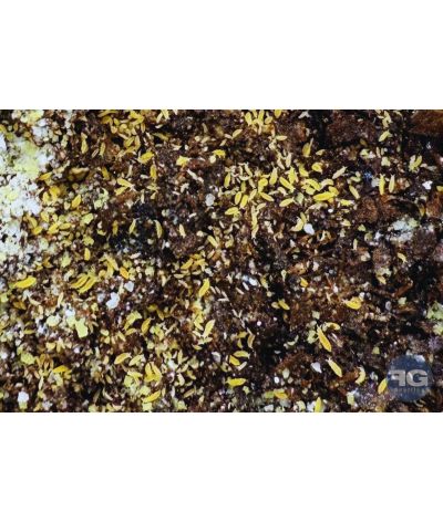 Collembole Ceratophysella sp yellow albino boîte de 50
