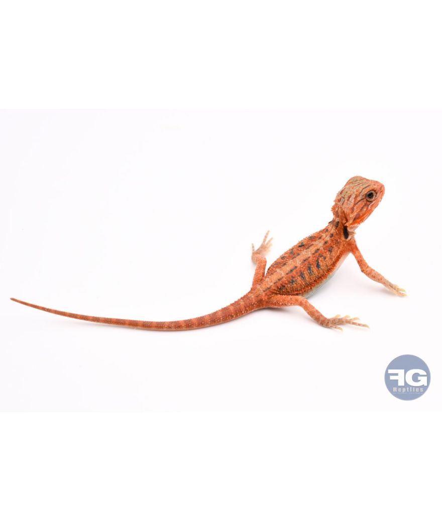 Pogona vitticeps Red Trans juvénile 1 photo contractuelle