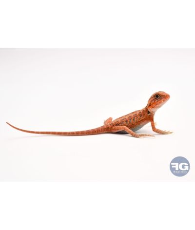 Pogona vitticeps Red Trans juvénile 1 photo contractuelle