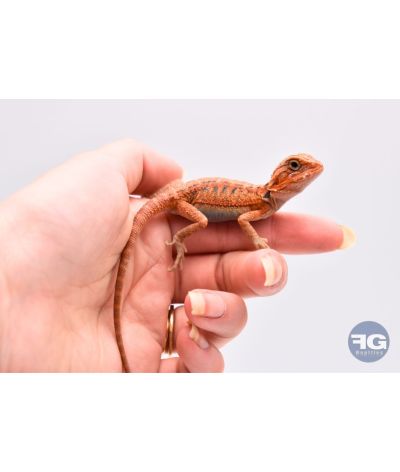 Pogona vitticeps Red Trans juvénile 1 photo contractuelle