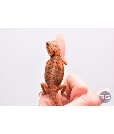 Pogona vitticeps Red Trans juvénile 1 photo contractuelle