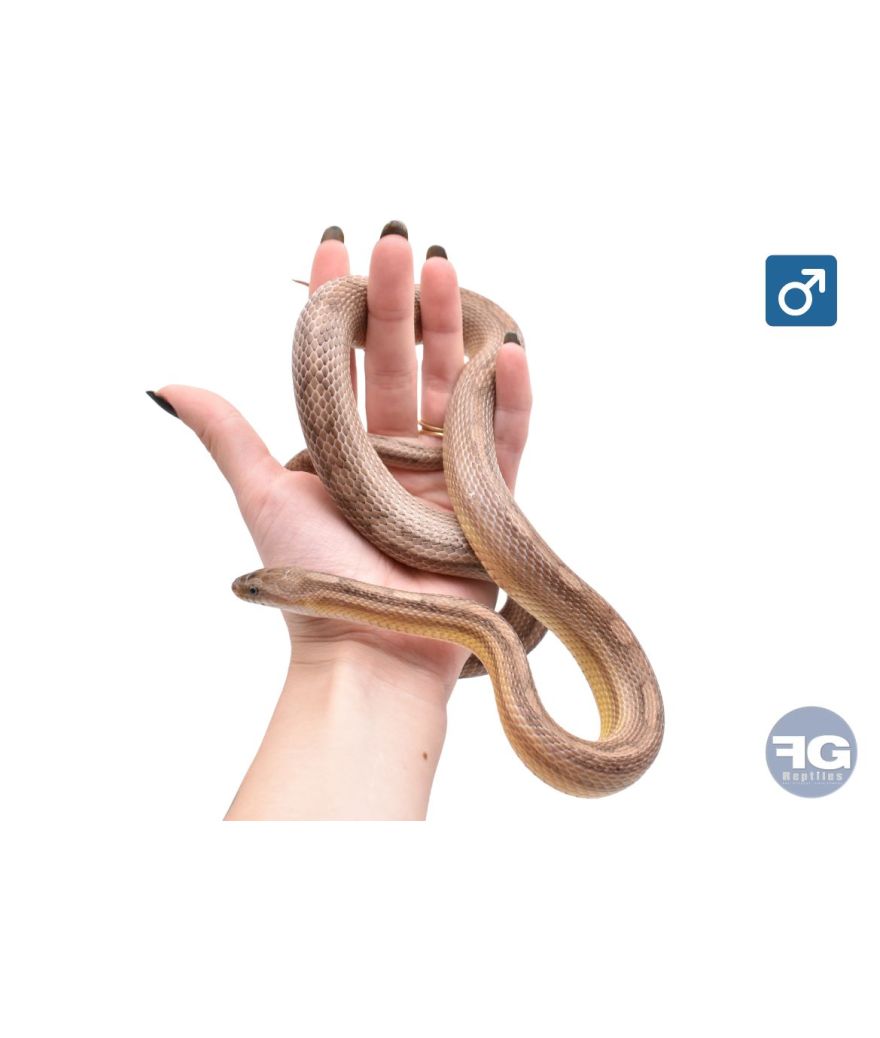 Pantherophis guttatus Anery motley 100% het scaleless Mâle