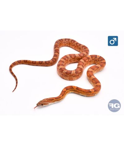 Pantherophis guttatus classique 100% het scaleless Mâle