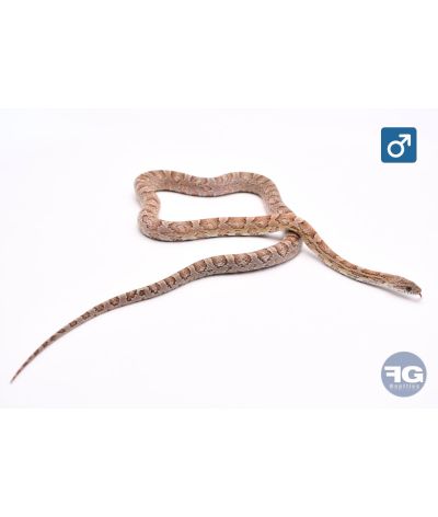 Pantherophis guttatus anery 100% het scaleless Mâle
