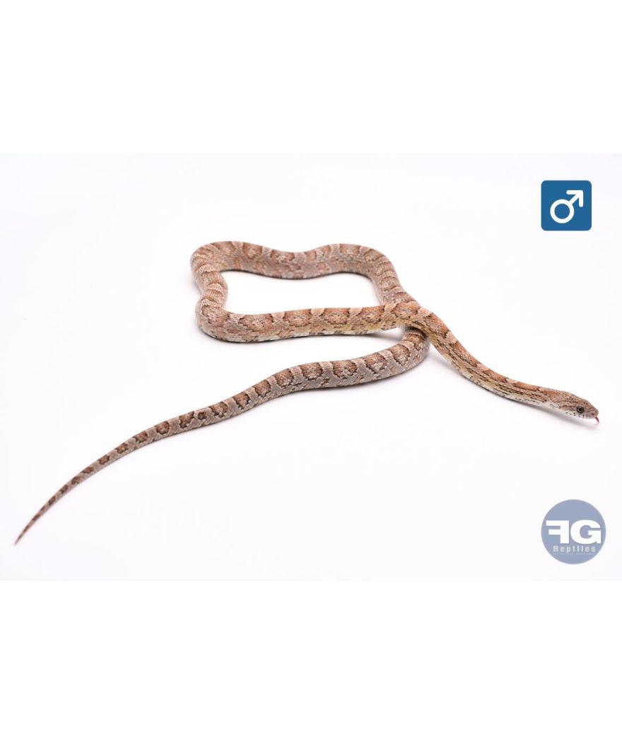 Pantherophis guttatus anery 100% het scaleless Mâle