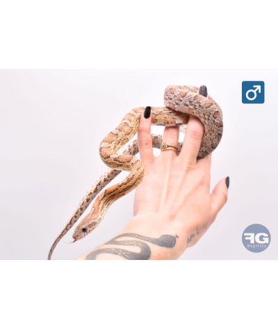 Pantherophis guttatus anery 100% het scaleless Mâle