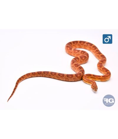 Pantherophis guttatus classique 100% het scaleless Mâle