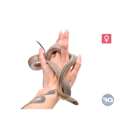 Pantherophis guttatus Anery pinstripe 100% het scaleless Femelle