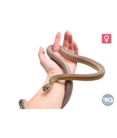Pantherophis guttatus Anery pinstripe 100% het scaleless Femelle