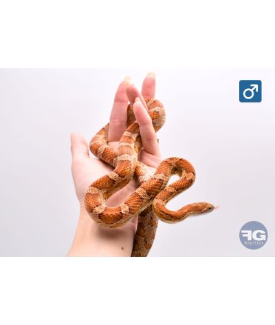Pantherophis guttatus classique 100% het scaleless Mâle