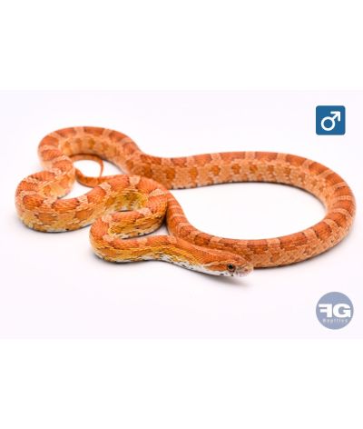 Pantherophis guttatus classique 100% het palmetto Mâle