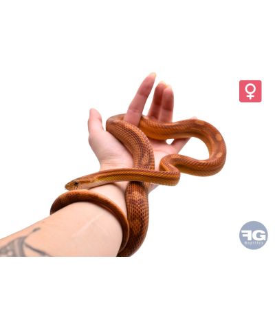 Pantherophis guttatus Motley 100% het scaleless Femelle