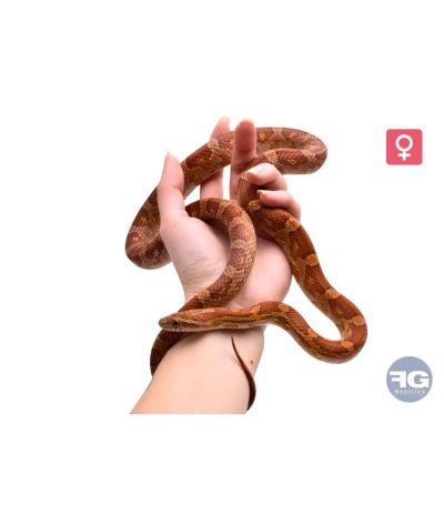 Pantherophis guttatus classique 100% het palmetto Femelle