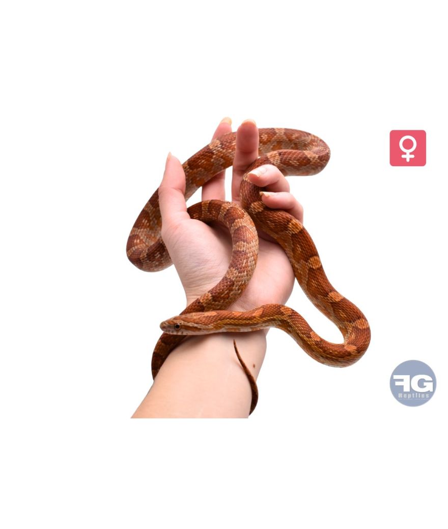 Pantherophis guttatus classique 100% het palmetto Femelle