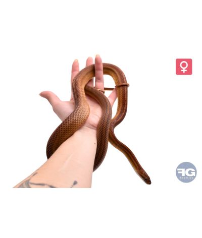 Pantherophis guttatus Pinstripe 100% het scaleless Femelle