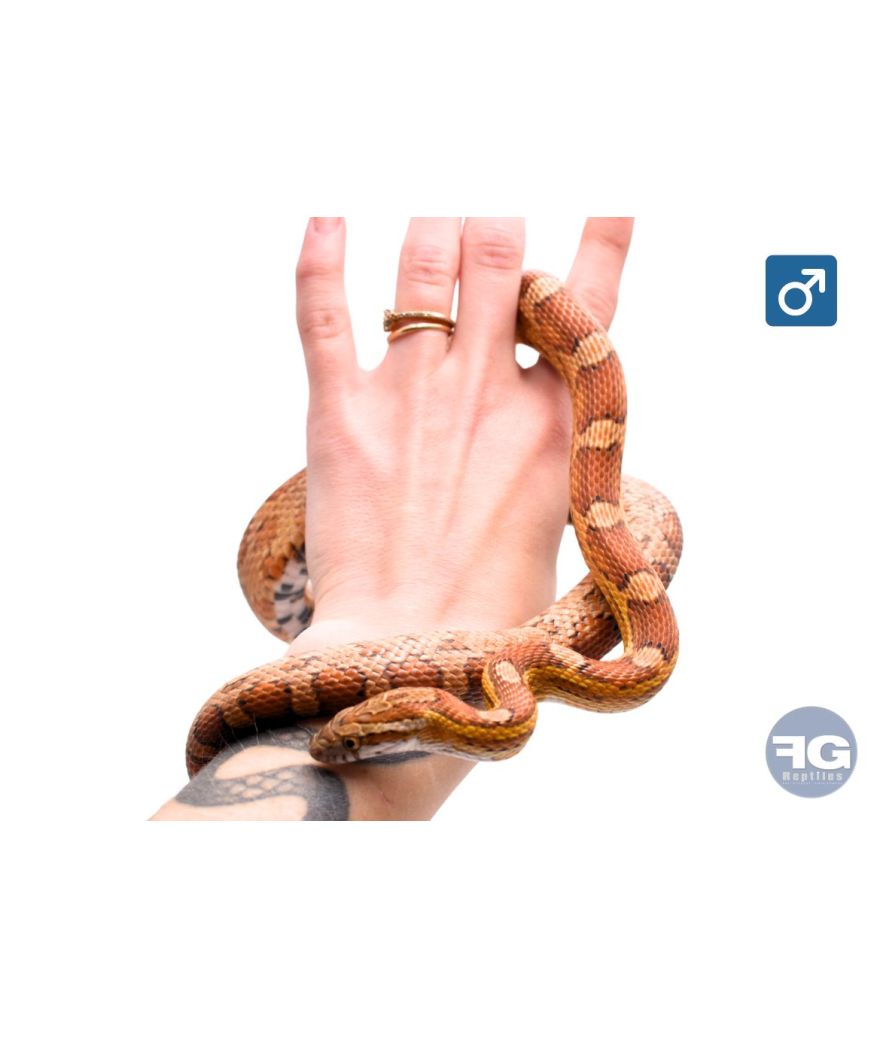 Pantherophis guttatus classique 100% het scaleless Mâle