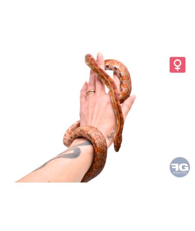 Pantherophis guttatus classique 100% het scaleless Femelle