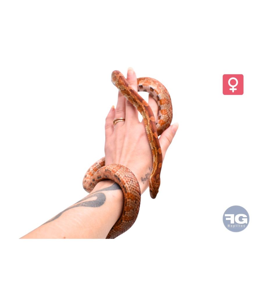 Pantherophis guttatus classique 100% het scaleless Femelle