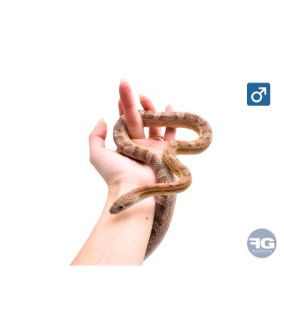 Pantherophis guttatus anery 100% het scaleless Mâle