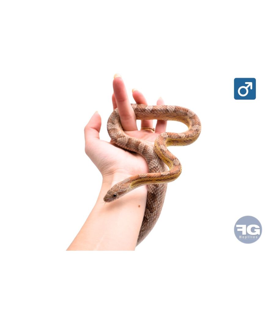 Pantherophis guttatus anery 100% het scaleless Mâle