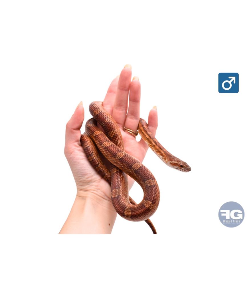 Pantherophis guttatus classique 100% het scaleless Mâle
