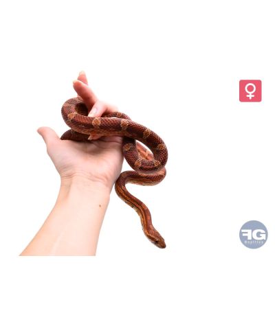 Pantherophis guttatus classique 100% het scaleless Femelle