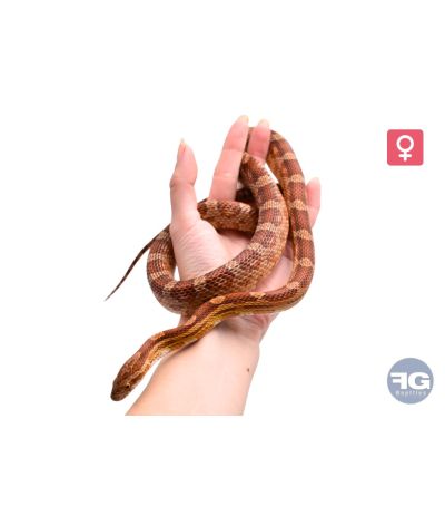 Pantherophis guttatus classique 100% het scaleless Femelle